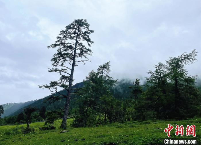 6月10日，魯朗小鎮(zhèn)高山牧場景區(qū)風(fēng)光?！∪轿木?攝
