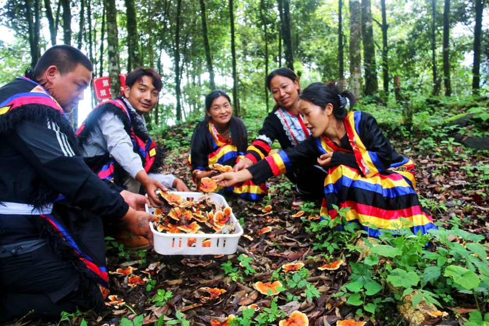村民采摘林芝。次仁央宗攝