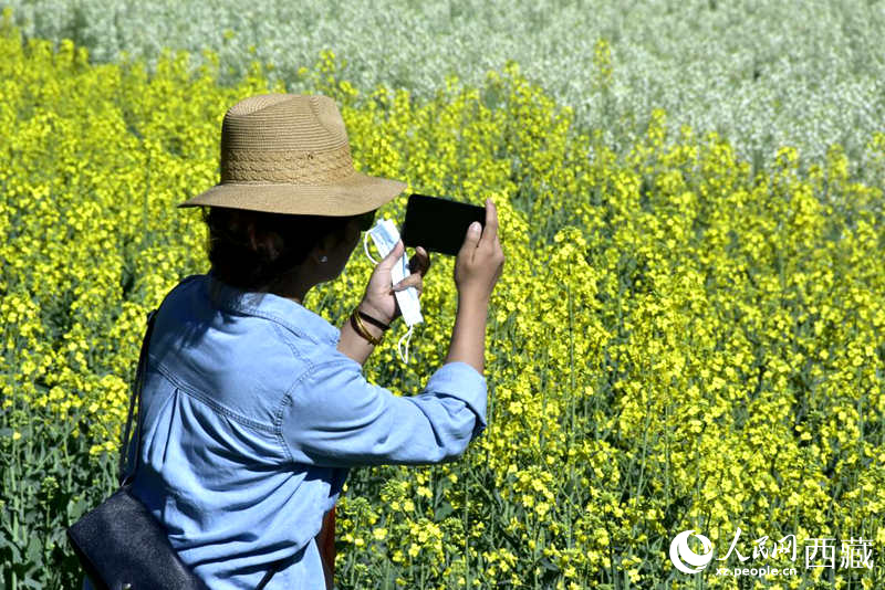 大片油菜花吸引游客到來。人民網(wǎng) 李海霞攝