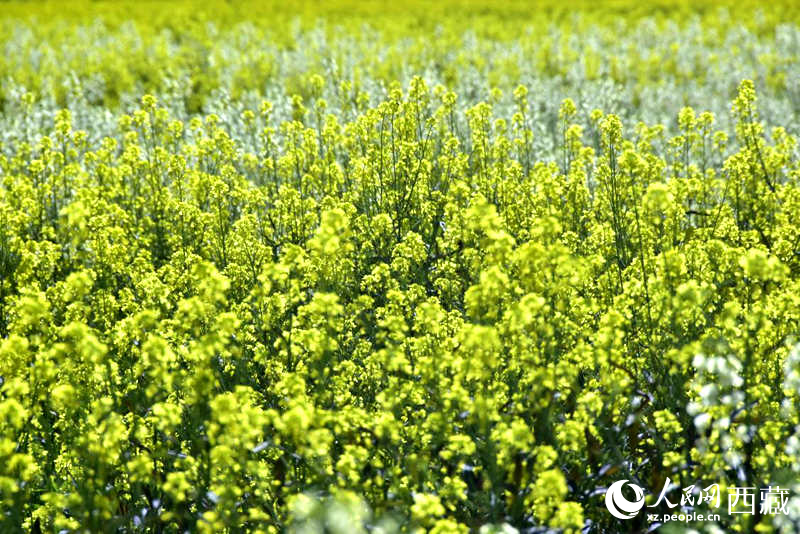 盛開的小油菜花。人民網(wǎng) 李海霞攝