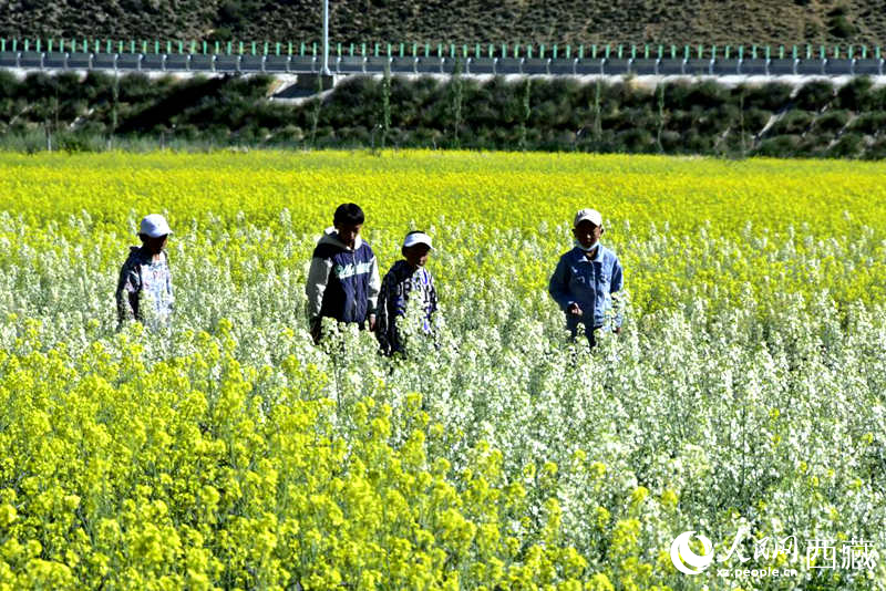 小孩在油菜花田嬉戲。人民網(wǎng) 李海霞攝