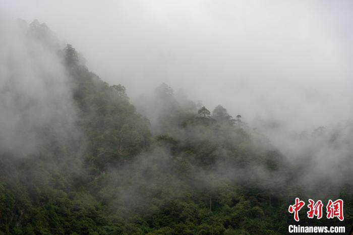 雨后勒布溝的云霧?！〗w波 攝