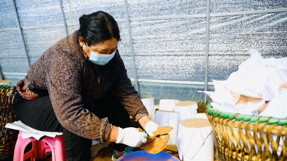 采收靈芝孢子粉。