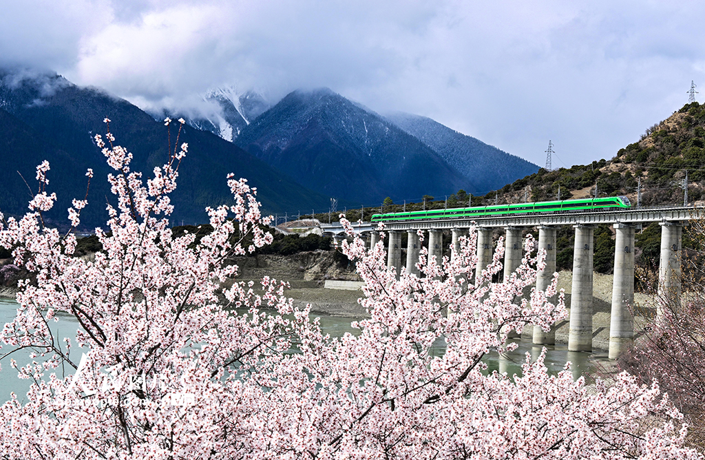 西藏林芝：雪域高原列車穿越花?！?】