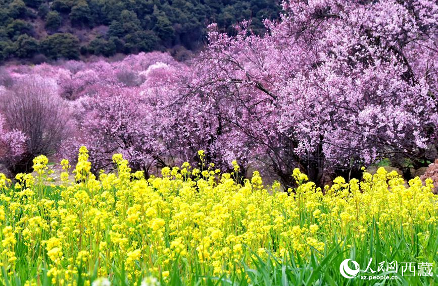 桃花與油菜花勾勒出別樣風景。 人民網 李海霞攝
