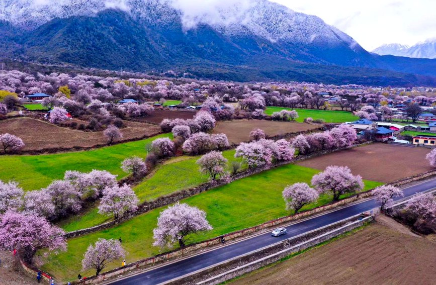 波密縣傾多鎮(zhèn)如納村盛開的桃花。徐馭堯攝