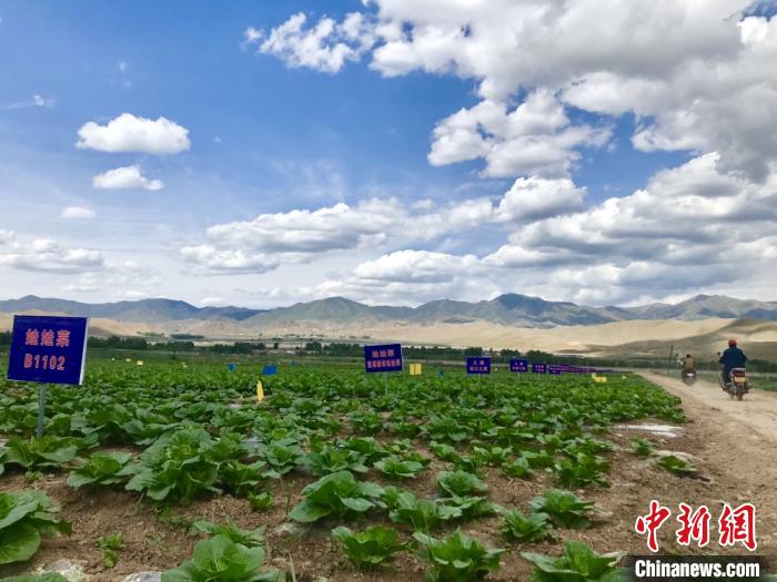 甘肅天?！笆卟私K結地”科技育菜暢外銷：農(nóng)戶駕車下地