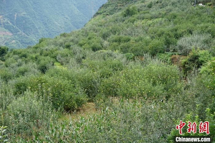 黃草坪村蘋果基地?！∽g 攝