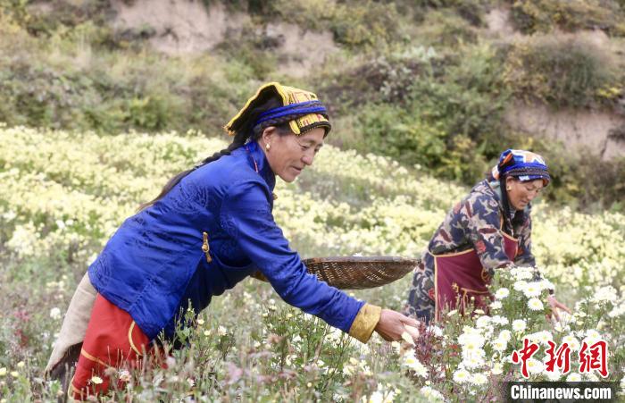 黑水村民在采摘杭白菊。桐鄉(xiāng)市宣傳部提供