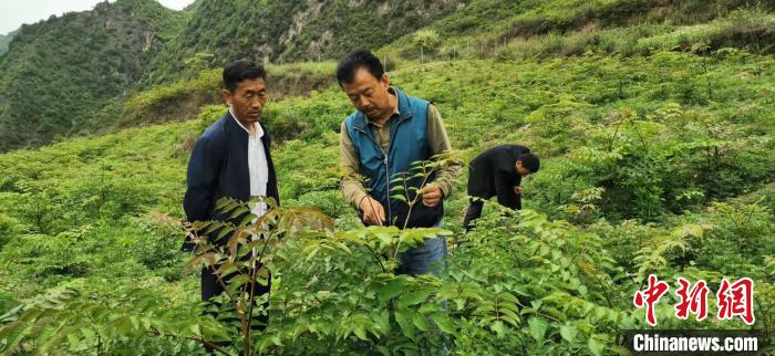 圖為張金利調(diào)研適合阿拉村種植的農(nóng)作物，經(jīng)過不斷改良技術(shù)后，產(chǎn)量大大提高。(資料圖)甘肅省水利廳供圖