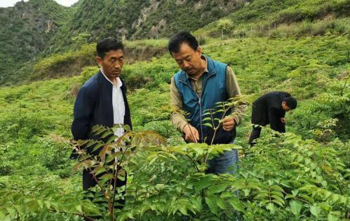 圖為張金利調(diào)研適合阿拉村種植的農(nóng)作物，經(jīng)過不斷改良技術(shù)后，產(chǎn)量大大提高。(資料圖)甘肅省水利廳供圖