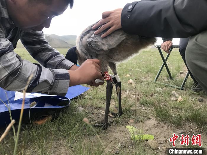 圖為研究人員為黑頸鶴佩戴GPS跟蹤設(shè)備。祁連山國家公園青海省管理局供圖