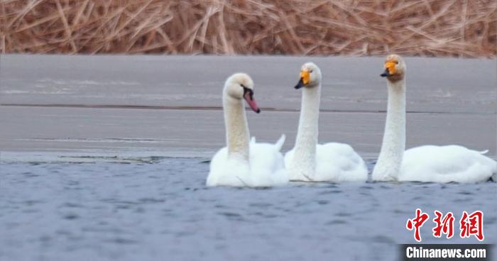 圖為疣鼻天鵝與大天鵝?！∏嗪夜珗@觀鳥協(xié)會供圖 攝