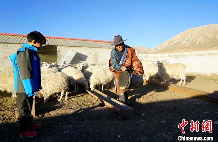 圖為哇保和孫子正在喂羊。　才項(xiàng)什姐 攝