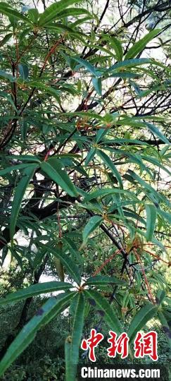 被稱為植物界“大熊貓”的五小葉槭植物?！】刀ㄊ形麄鞑抗﹫D