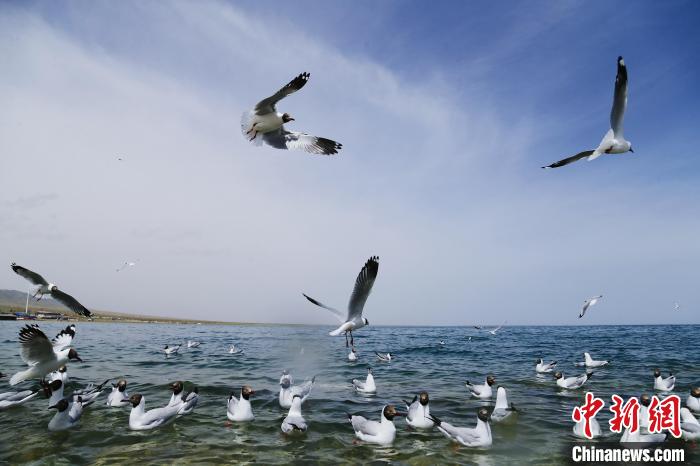 圖為水鳥(niǎo)在青海湖飛翔?！●R銘言 攝