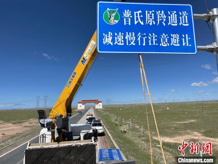 圖為青海省海北州剛察縣設(shè)立的普氏原羚通道警示牌?！∏嗪Ｊ『１敝萑嗣駲z察院供圖