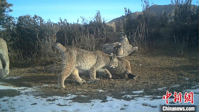 圖為紅外相機拍攝到的猞猁?！∑钸B山國家公園青海省管理局供圖
