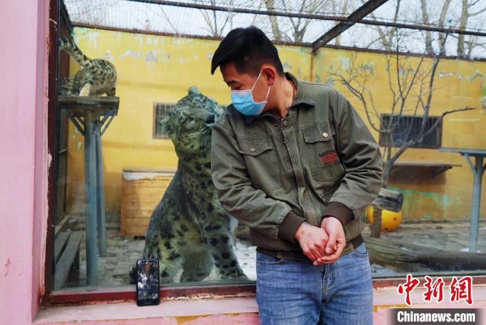 圖為雪豹“奶爸”史壽軍直播休息時與雪豹互動?！●R銘言 攝