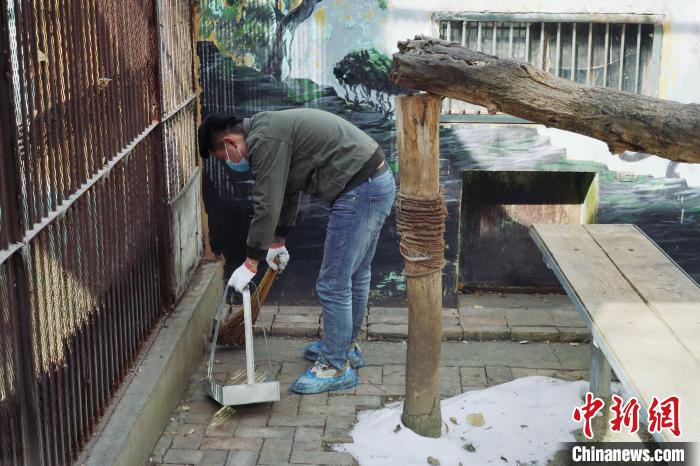 圖為雪豹“奶爸”史壽軍正在打掃豹館衛(wèi)生?！●R銘言 攝