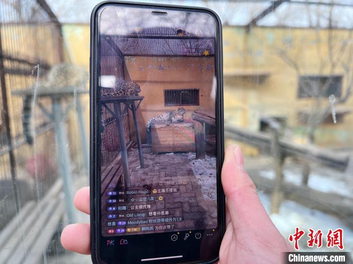 圖為雪豹“奶爸”史壽軍正在直播?！●R銘言 攝