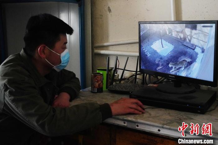 圖為雪豹“奶爸”史壽軍通過監(jiān)控察看雪豹情況?！●R銘言 攝