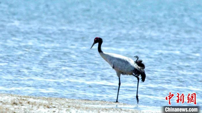 圖為黑頸鶴在青海湖畔散步?！《砣詹囟?攝