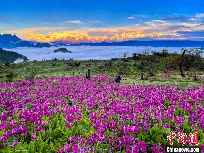 春天的牛背山花海。　游蓉萍 攝