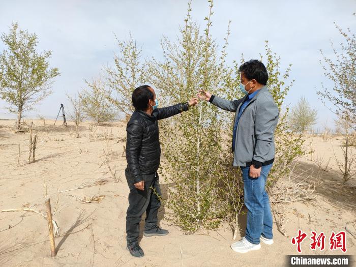 柴達(dá)木盆地的護(hù)林員：守護(hù)，只為那一片綠