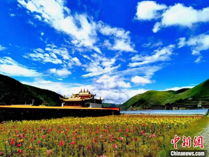 近百畝百合花競相開放，景色誘人?！∪捞量h委宣傳部供圖