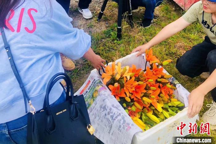 村民采摘百合花?！∪捞量h委宣傳部供圖