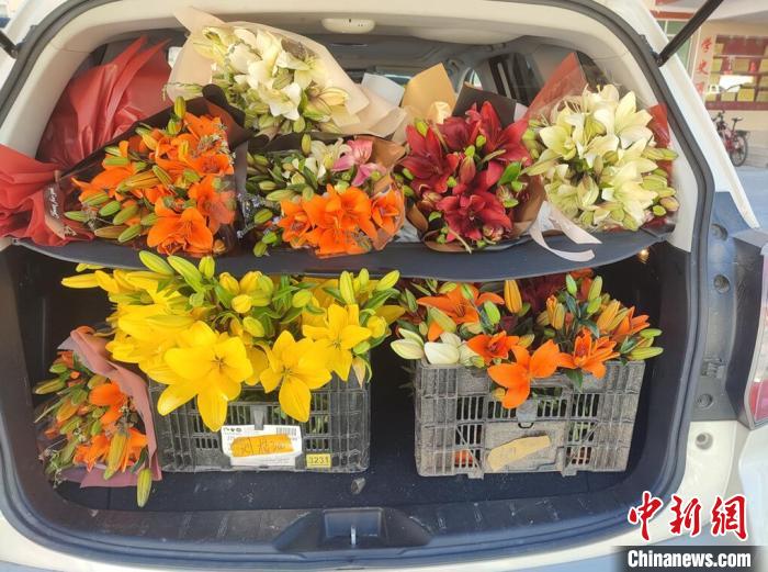 剛剛采摘下來的百合花。　壤塘縣委宣傳部供圖