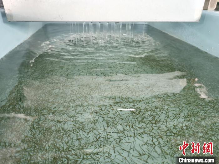 圖為正在育苗。　張?zhí)砀?攝