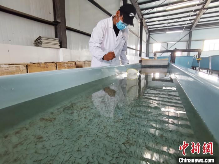 圖為工作人員檢查魚苗。　張?zhí)砀?攝