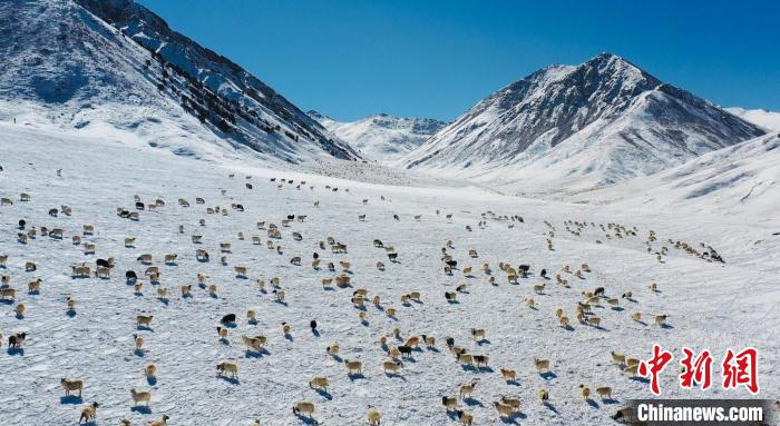 圖為羊群在雪地里覓食?！《继m縣融媒體中心供圖