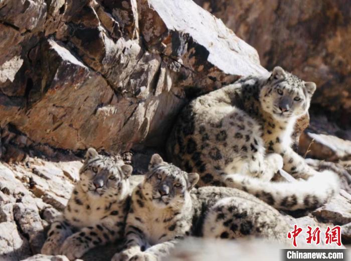 青海都蘭：雪豹、兔猻等多種珍稀野生動(dòng)物亮相