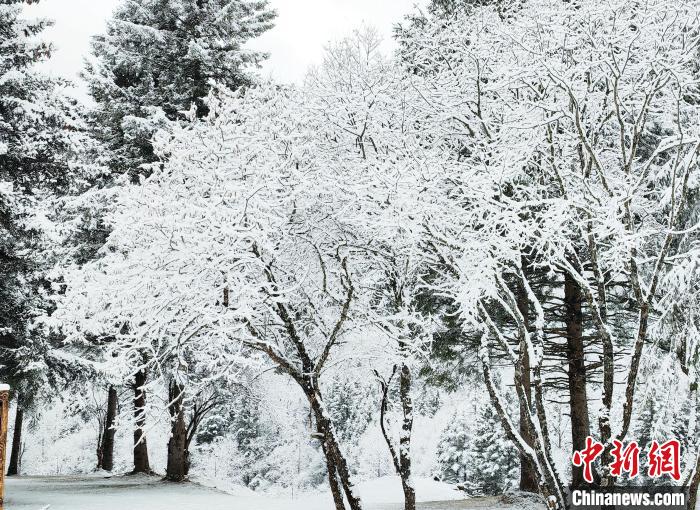 大熊貓國家公園王朗片區(qū)春雪如畫，宛若仙境。　羅春平 攝