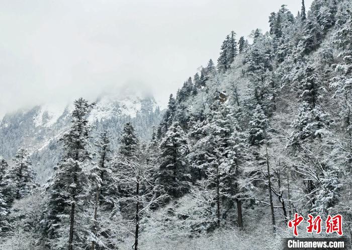 大熊貓國家公園王朗片區(qū)春雪如畫，宛若仙境?！×_春平 攝