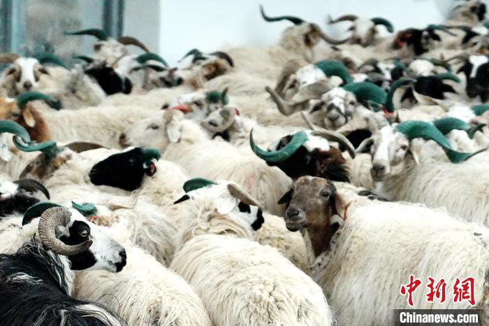 圖為被評為國家農(nóng)產(chǎn)品地理標(biāo)志保護產(chǎn)品的剛察藏羊進場入圈?！〔讨绢?攝