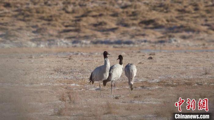 珍稀鳥類黑頸鶴、灰鶴現(xiàn)身青海格爾木