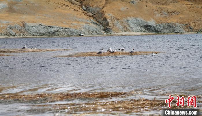 圖為瑪旁雍錯濕地棲息的水鳥?！≮w朗 攝