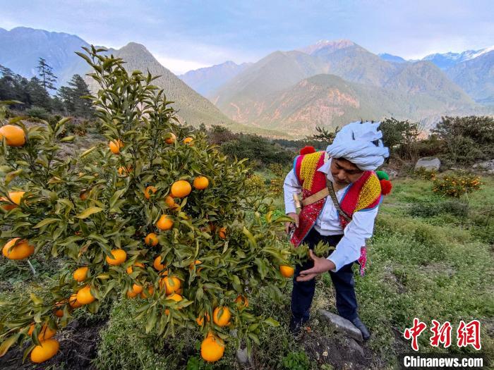 林芝下察隅鎮(zhèn)京都村101畝耙耙柑豐收。　江飛波 攝