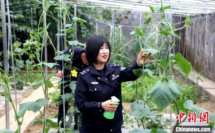 圖為李冬雪在溫室大棚里勞作?！∥鞑爻鋈刖尺叿罊z查總站供圖
