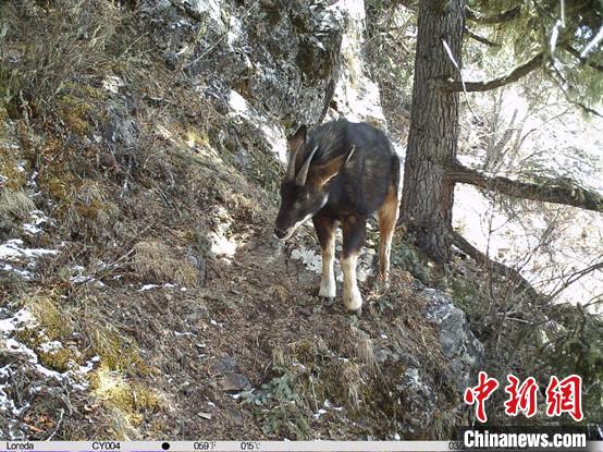 圖為相同位點記錄到的國家二級重點保護野生動物—中華鬣羚。　中國科學(xué)院昆明動物研究所提供