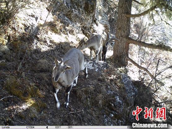 圖為相同位點記錄到的雪豹主要獵物—巖羊?！≈袊茖W(xué)院昆明動物研究所提供