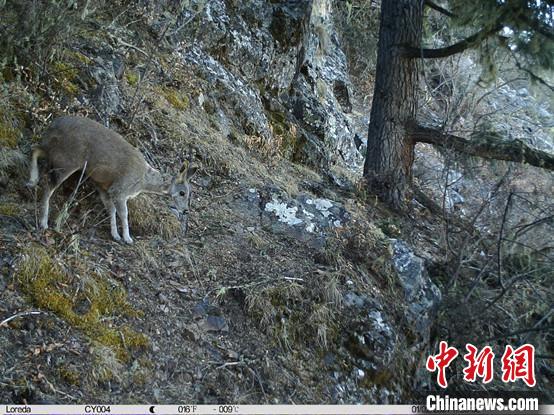 圖為相同位點記錄到的國家一級重點保護野生動物—馬麝。　中國科學(xué)院昆明動物研究所提供