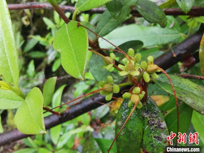 圖為折萼杜鵑果實(shí)圖?！≈锌圃豪ッ髦参镅芯克峁? oldsrc=
