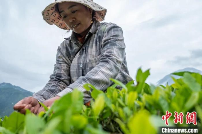 圖為墨脫縣背崩鄉(xiāng)門巴族民眾采摘茶葉。