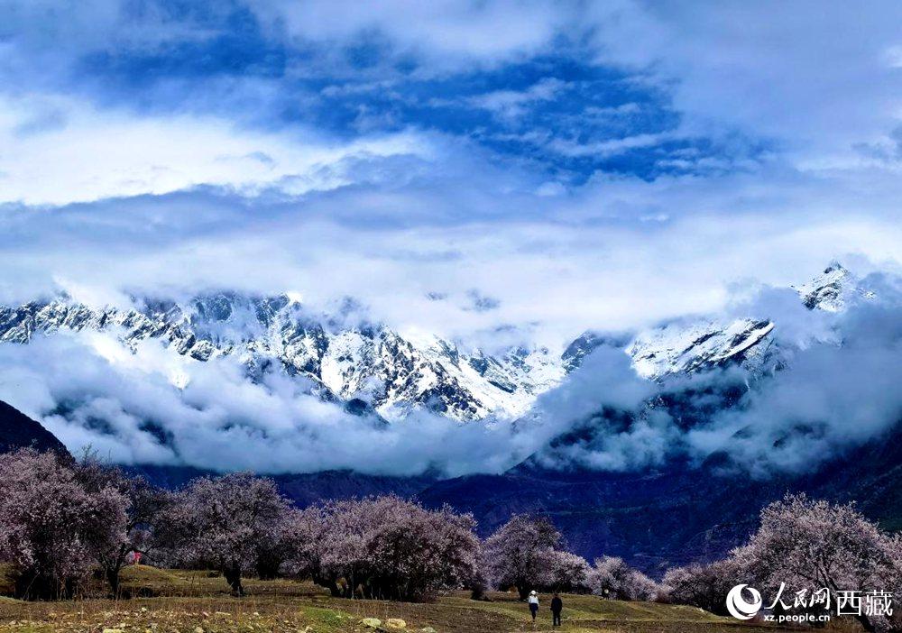 雪山下的桃花。人民網(wǎng) 李海霞攝