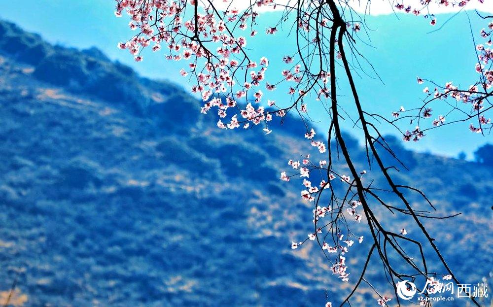 清麗的桃花。人民網(wǎng) 李海霞攝